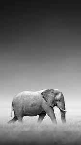Iphone Xr Wallpaper Elephant (#119517 ...