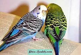 Hampir semua burung dapat dijadikan hewan peliharaan karena bentuk tubuh, suara. Petua 1 Bagaimana Untuk Menguburkan Burung Nuri Burung Kakak Tua Dan Burung Kenari 2021