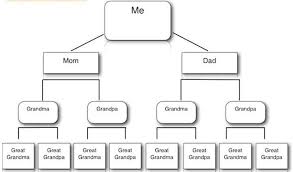 Image Result For Blank Flow Chart For Family Tree Flow