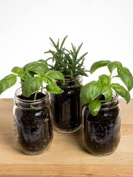 Mason Jar Garden 6 Plants You Can Grow
