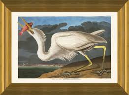 Art Prints Of Great White Heron By John
