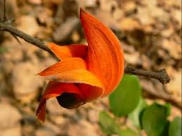 Image result for टेसू का फूल