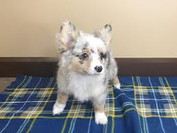 Dad is the red aussie dog, 10 lbs, and the mom's a blue merle pembroke welsh corgi, 20 lbs. Auggie Dog Male Merle 2451642 Petland Mason Oh