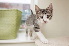 See our adoption fees and information on how to adopt. Adopt A Cat Paws Chicago