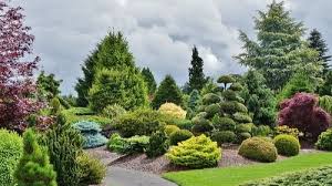 New Conifers For Plant Enthusiasts