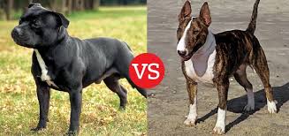 Its coat is stiff and short and may be red, fawn, white, black, or blue or any of these colours with white, any shade of brindle, or any shade of brindle. What S The Difference Between The Staffordshire Bull Terrier And The Bull Terrier Modern Dog Magazine