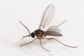 Image result for gnats