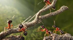 Answer a few questions about your home project. 14 Tips To Control Ants Ksl Com