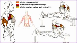 Arms Bodybuilding Exercises Chart 399700awdowt Best Of