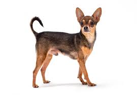 russian toy terrier breed information
