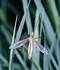 This pretty insect with big eyes and long antennae was perched on a grass. Crane Fly Description Behavior Britannica