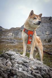 Embark Active Dog Harness Easy On And Off With Front And