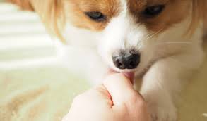 獣医師執筆】犬が飼い主の手や顔を舐めるのはなぜ？愛犬の気持ちや、やめさせたい時の対処法など | EPARKペットライフ