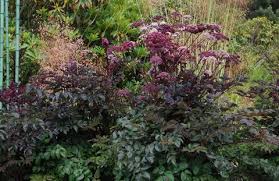 Angelica sylvestris 'Purpurea' | Angelica stricta 'Purpurea' | plant lust