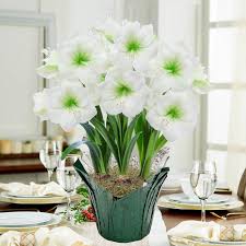 Gift Amaryllis In Foil