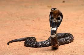 Giftigste schlange der welt biss : Rangliste Das Sind Die 10 Gefahrlichsten Schlangen Der Welt
