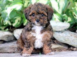 Yorkie poo puppies for adoption. Yorkiepoo Puppies For Sale Puppy Adoption Keystone Puppies