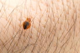 signs symptoms of carpet beetle bites