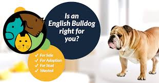 english bulldog dogs and puppies for