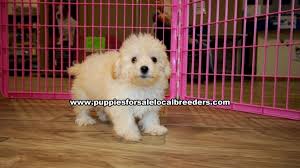 puppies local breeders white