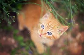Apteribis, maui and molokai, 200,000 years ago. Orange Cat Names 150 Best Picks For Your Ginger Kitty Daily Paws