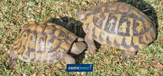 Which Tortoise Should You Get Exoticdirect