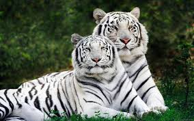 white tiger wallpaper hd 59 pictures