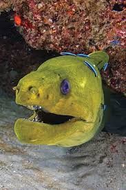 This bioaccumulation of toxins is not limited to moray eels. Nine Facts You Didn T Know About The Moray Eel Sport Diver