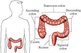 the large intestine structure and