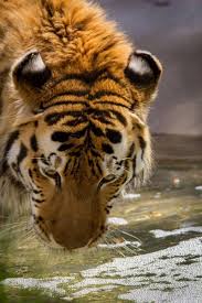 tiger reflection stock photos royalty