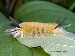 Hairy Caterpillars Of North America Wildlife Insight