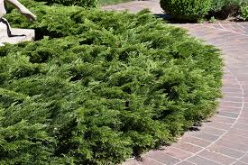 calgary carpet juniper juniperus