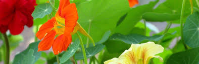 Maybe you would like to learn more about one of these? How To Grow And Care For Nasturtium Lovethegarden