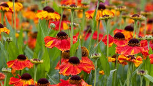 thirty plants for summer colour the