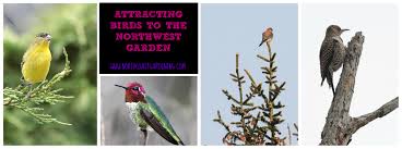 attracting birds to the northwest garden