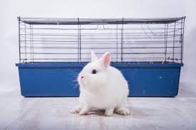 best flooring for rabbit cages