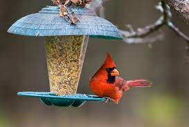 your guide to winter bird feeding