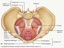 Symphysis Pubis Dysfunction Pelvic Pain Causes Symptoms