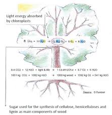 General Equation Of Photosynthesis