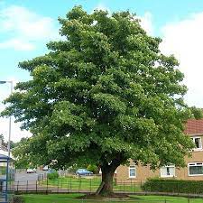 5 Best Shade Trees For Summer Trees 4