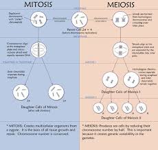 Meiosis Mitosis Biology Science Biology Biology Classroom