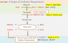 Cellular Respiration Microbial Facts
