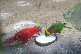 pet parrot breeds in india