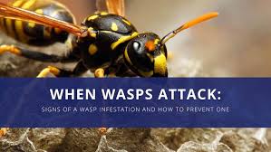 when wasps preventing wasp