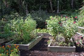 Raised Beds For Growing Vegetables