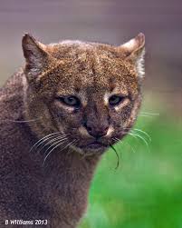 How rare is this cat? Snapshot Jaguarundi International Society For Endangered Cats Isec Canada