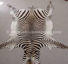 zebra skins zebra hides zebra rugs