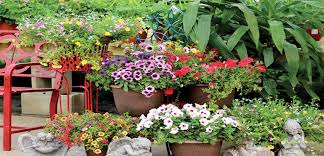 Two Keys To Container Garden Success