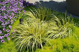 Acorus Perennial Grasses Bog Garden