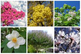 17 stunning flowering trees of pennsylvania